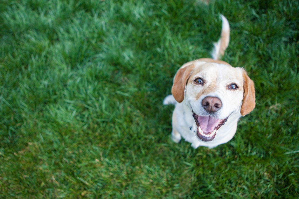 Dog smiling