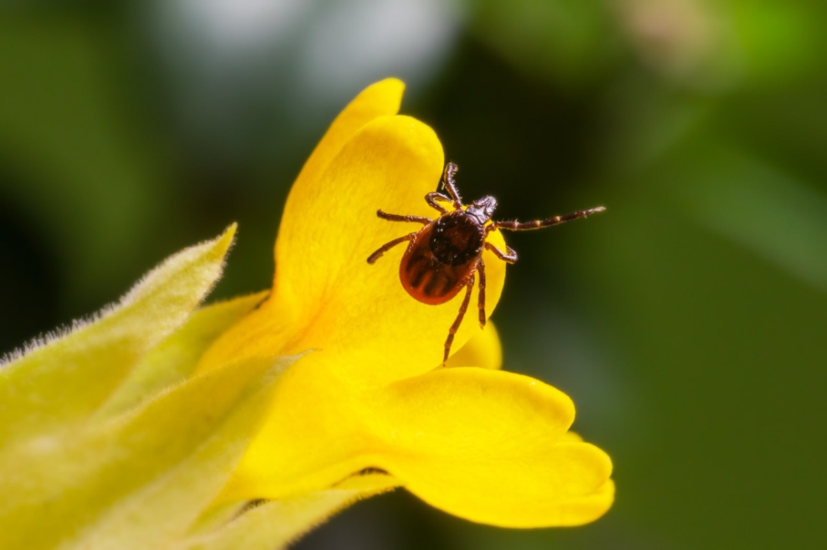 insect on a flower