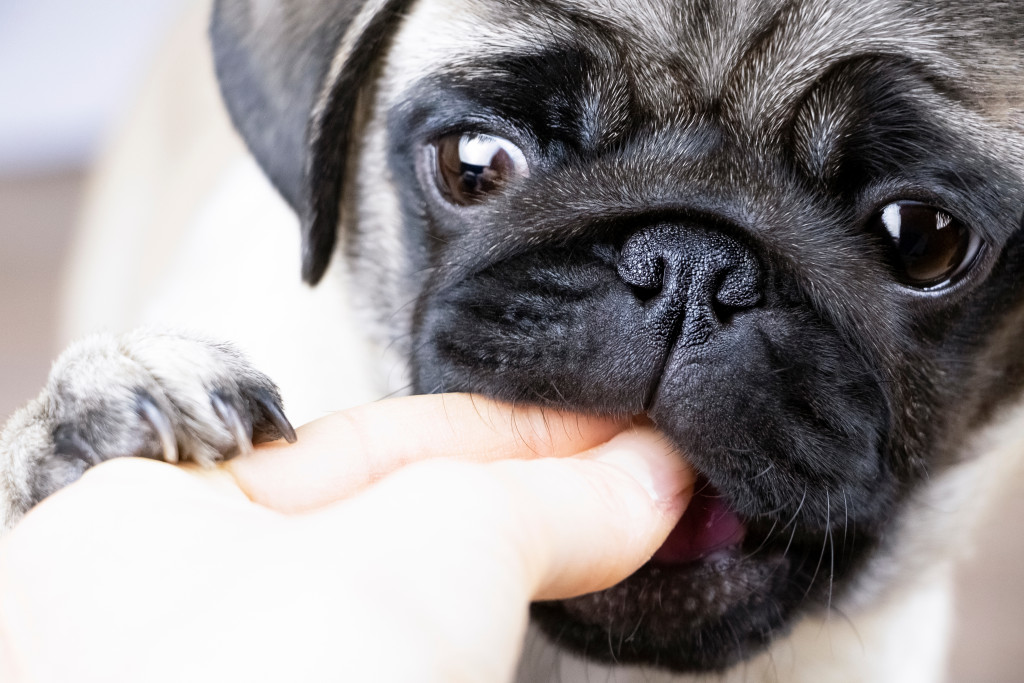 woman feeding a pug