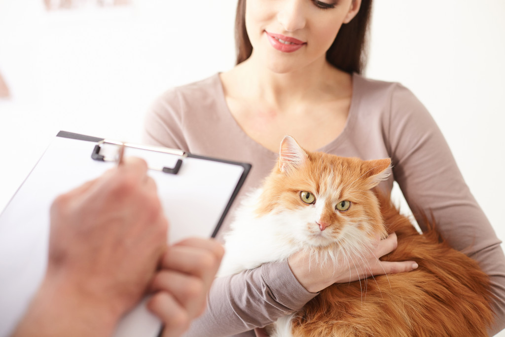 woman carrying a senior cat on her lap while the doctor checks up on it