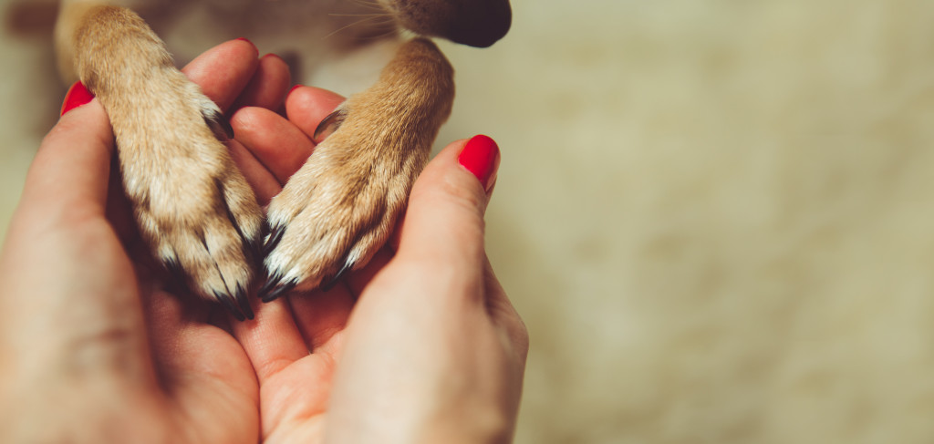 Woman holding a dog's paws