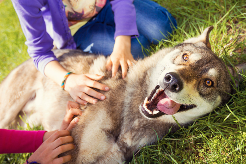 a smiling dog