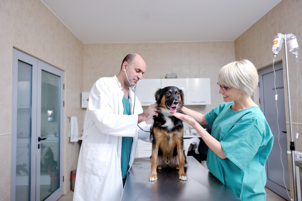 two pet care providers checking a dog