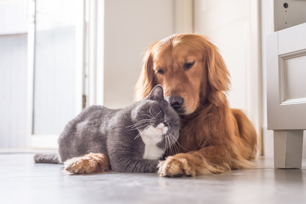 a dog and cat cuddling together