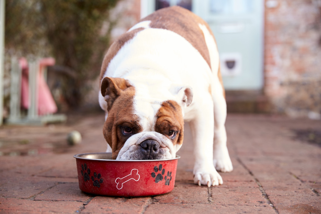 Dog eating on a dog bowl while inside a house.