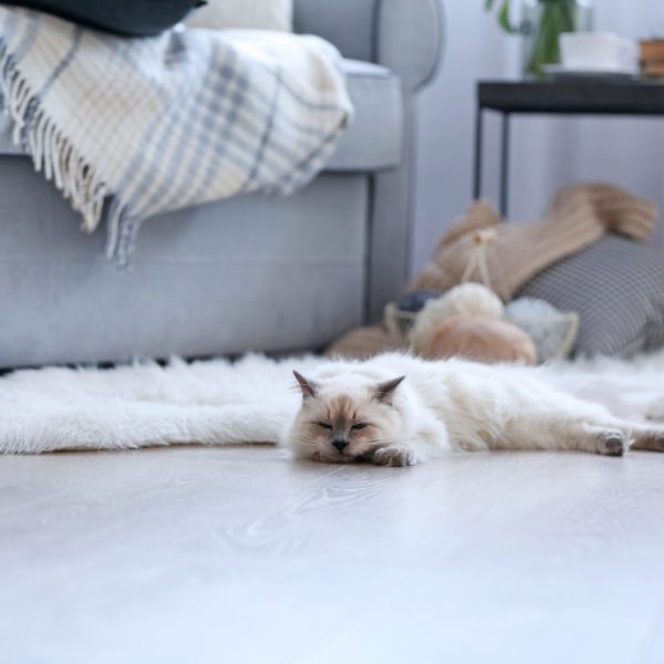 A cat sleeping comfortable on the floor of a living room