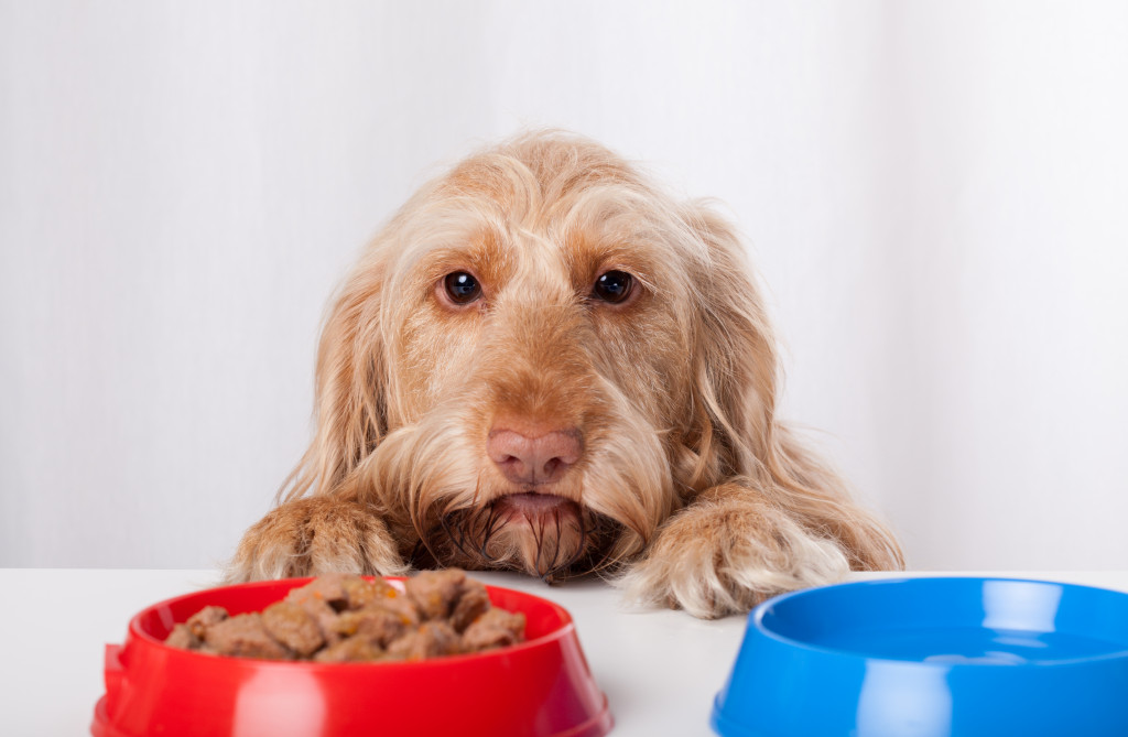 A dog looking at his food bowl on a counter