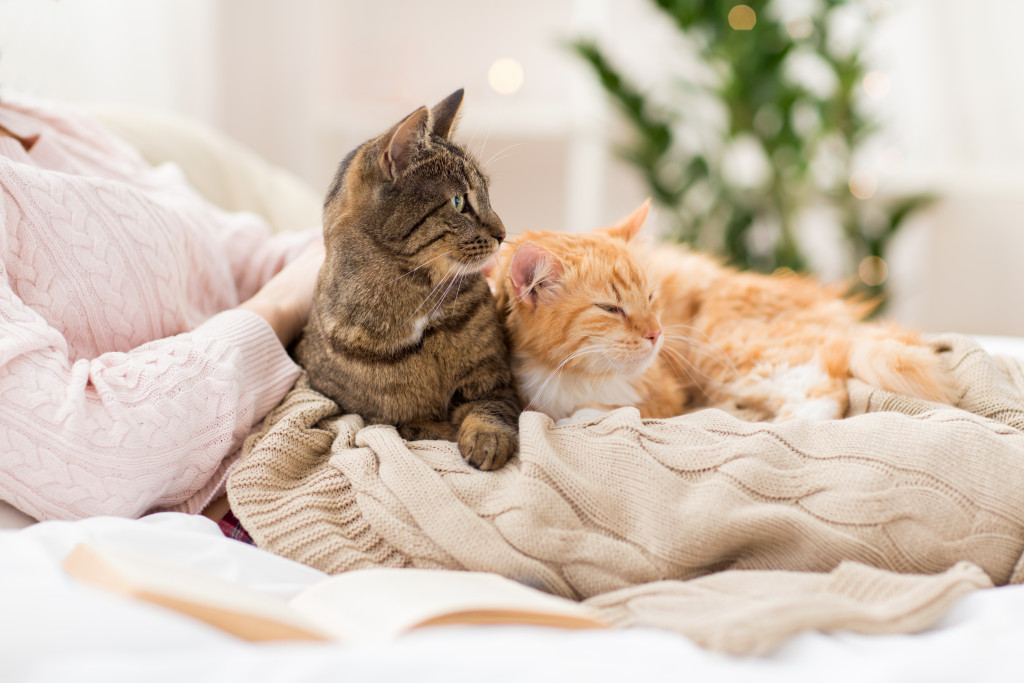 Two cats cuddling during cold weather