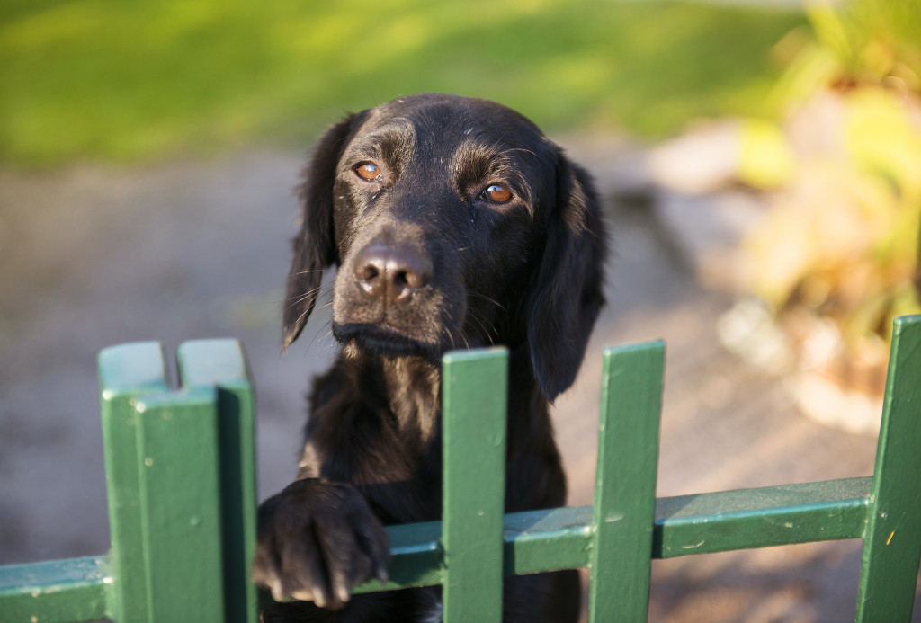 cute black dog behind garden fence