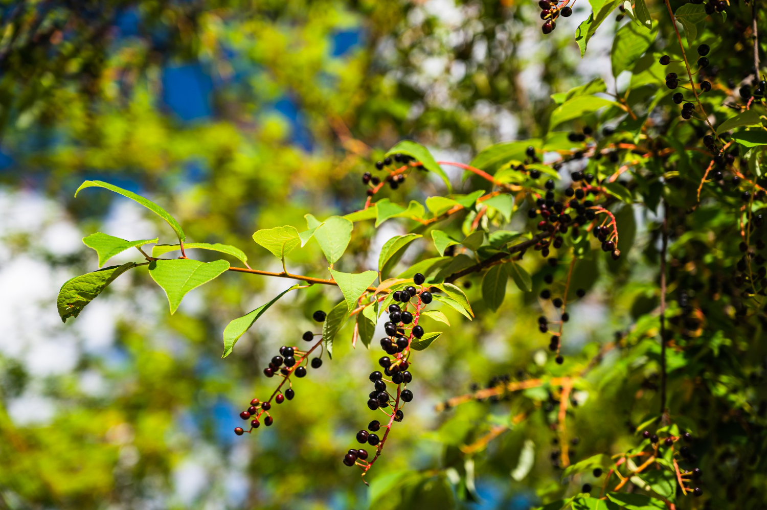 Jaboticaba