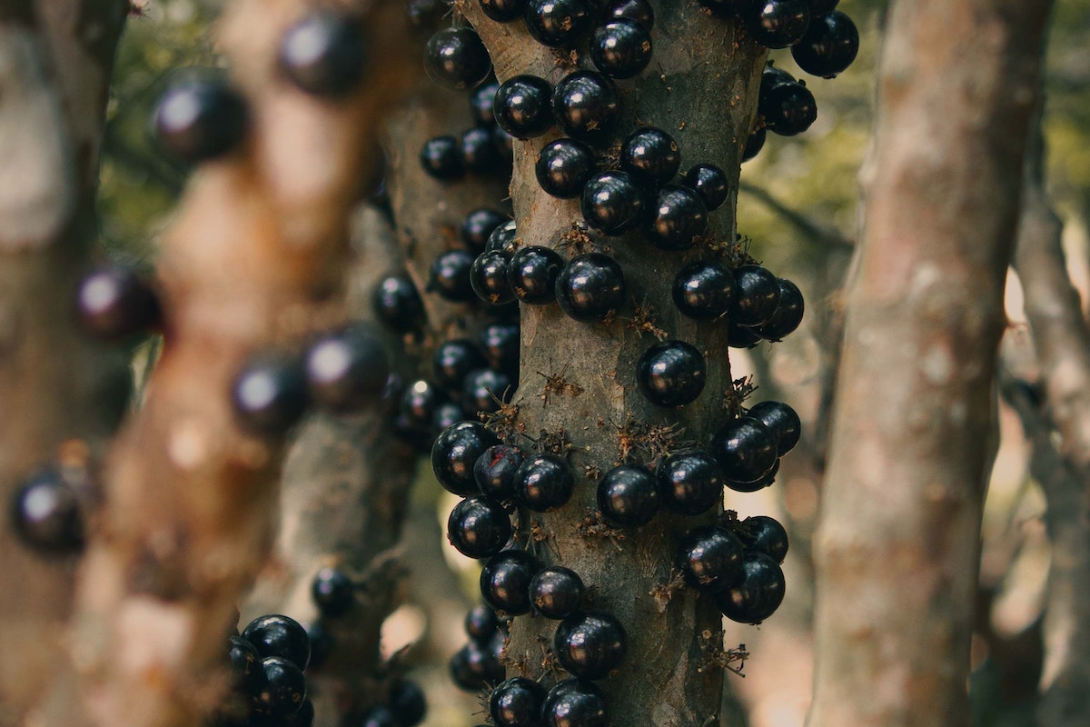 The Jaboticaba Tree A Complete Guide to Cultivating and Harvesting
