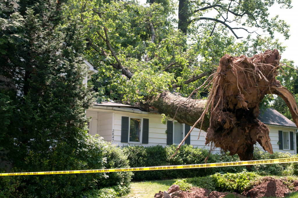 a big tree damage a house