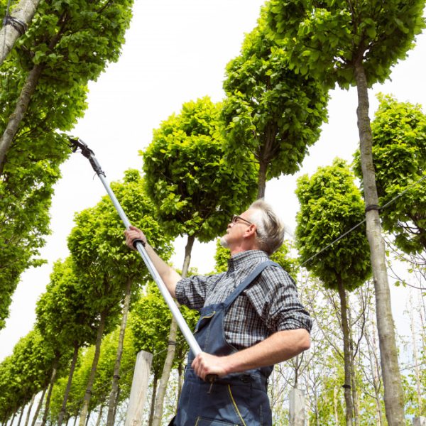 gardener caring for tall trees