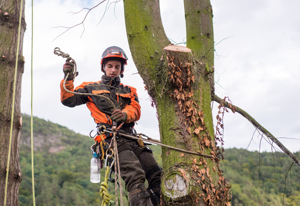 an arborist in action