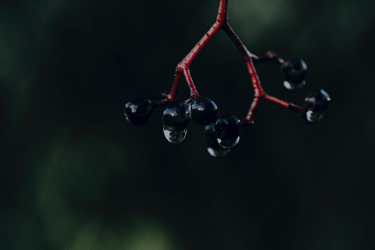 Jaboticaba fruit