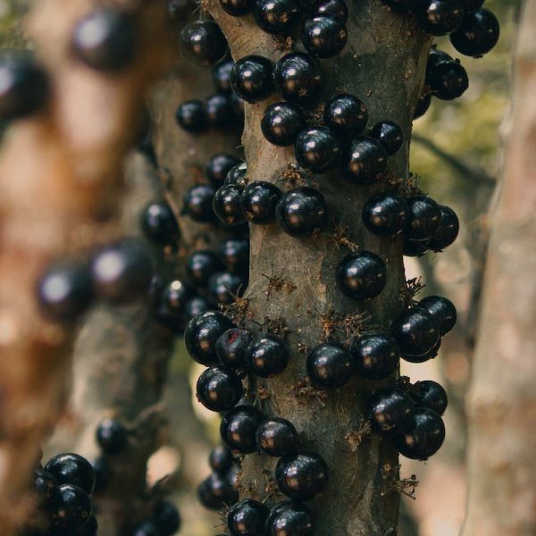 Jaboticaba tree