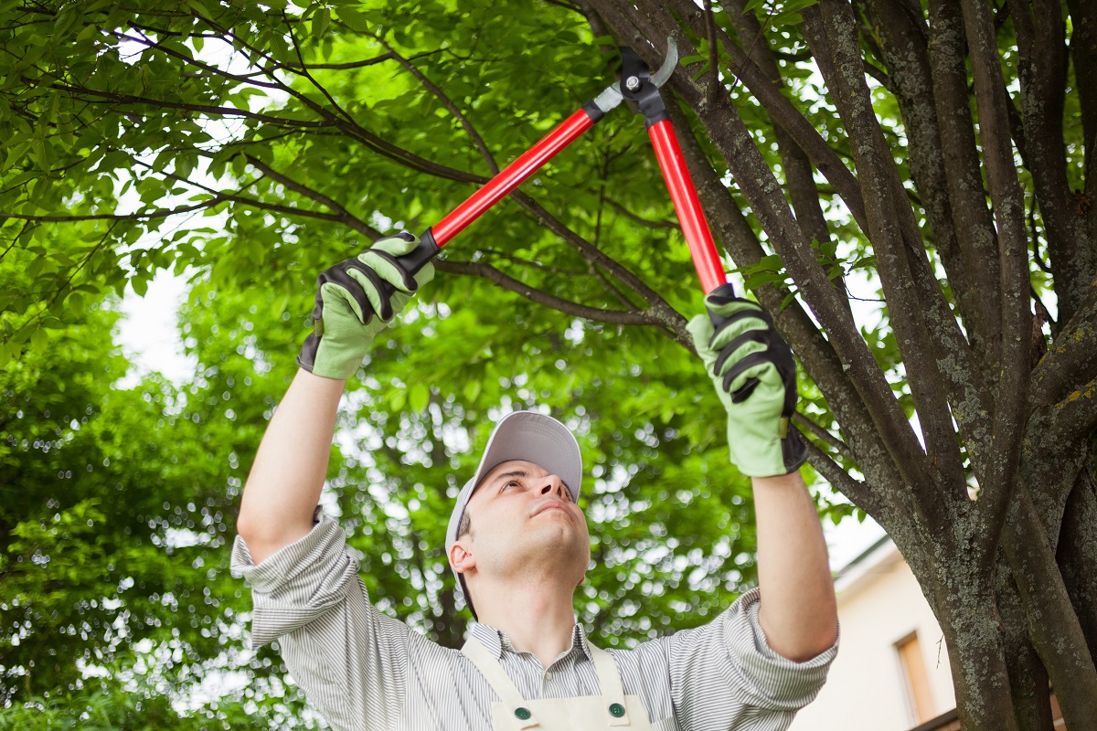 professional gardener pruning a tree