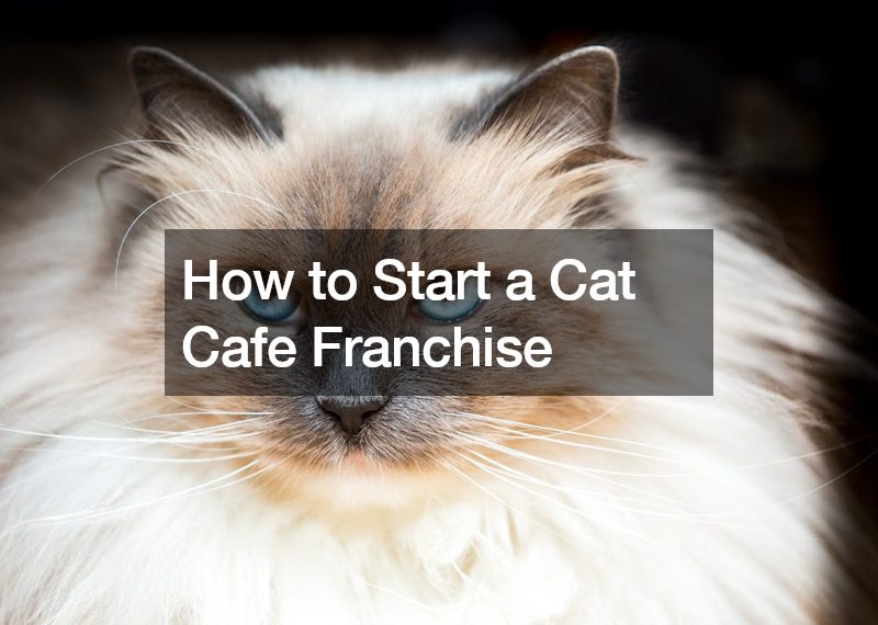 How to Start a Cat Cafe Franchise