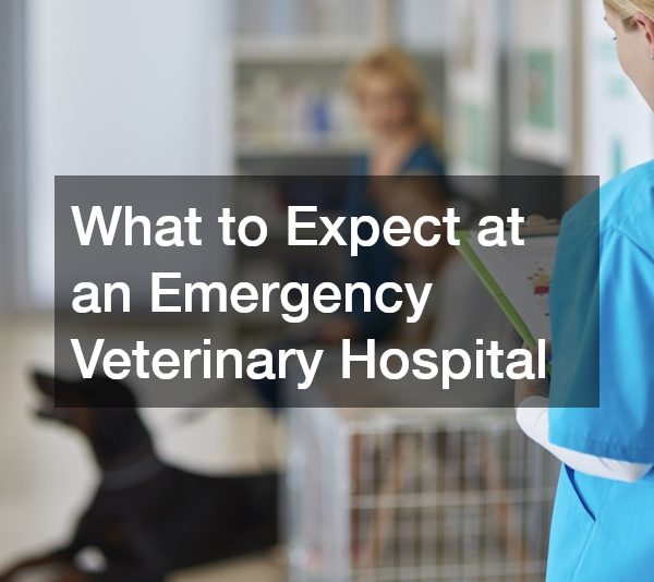 What to Expect at an Emergency Veterinary Hospital