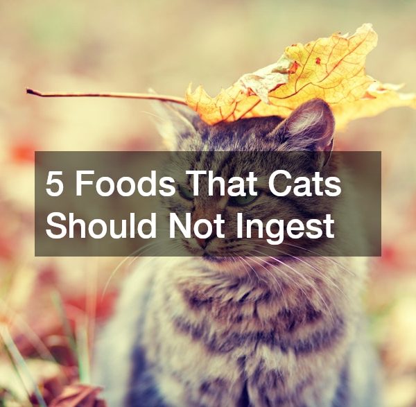 5 Foods That Cats Should Not Ingest