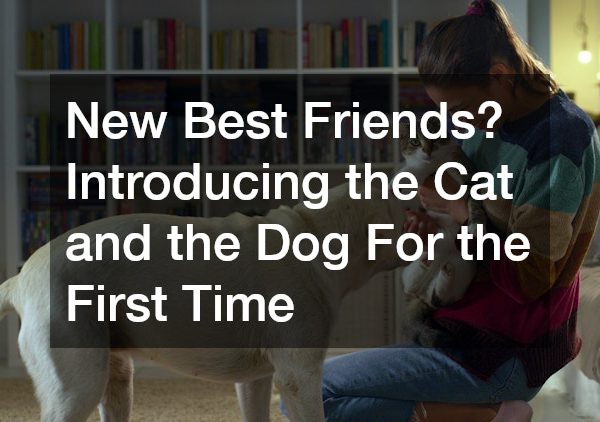 New Best Friends? Introducing the Cat and the Dog For the First Time