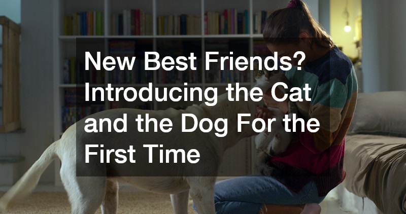 New Best Friends? Introducing the Cat and the Dog For the First Time