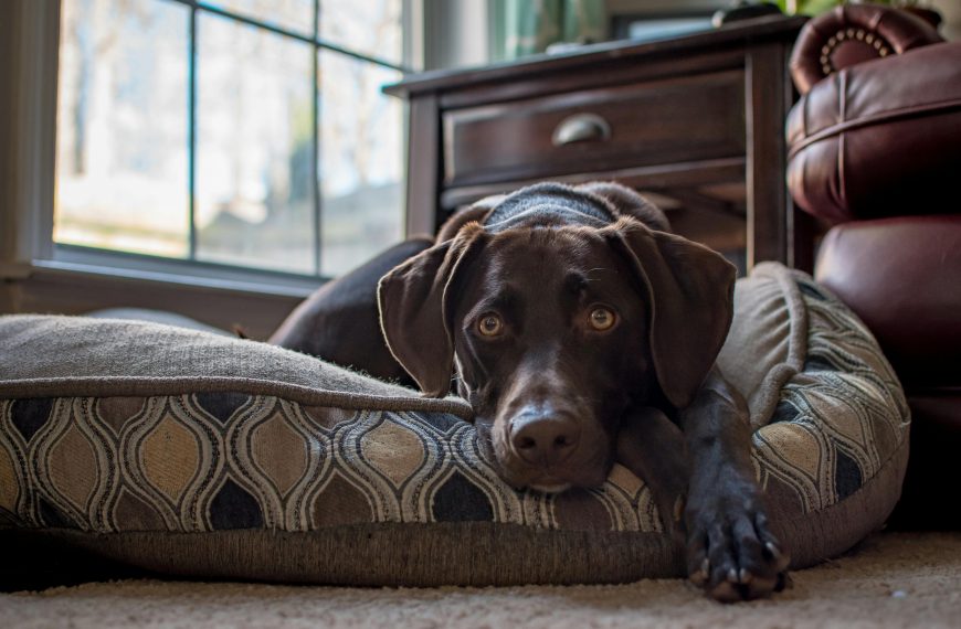 how to stop a dog from peeing in the house