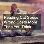 Reading Cat Stress Wrong Costs More Than You Think