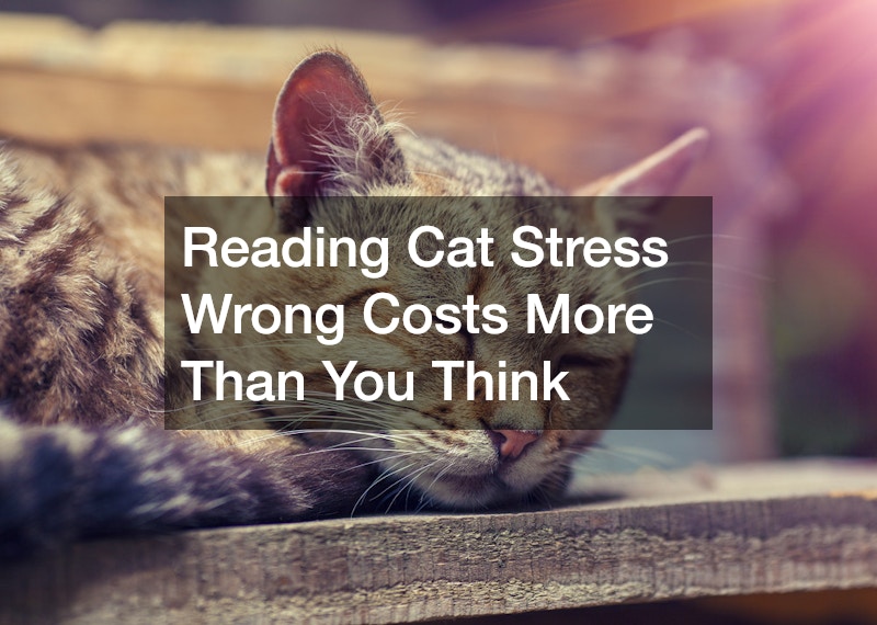 Reading Cat Stress Wrong Costs More Than You Think