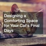 Designing a Comforting Space for Your Cat's Final Days
