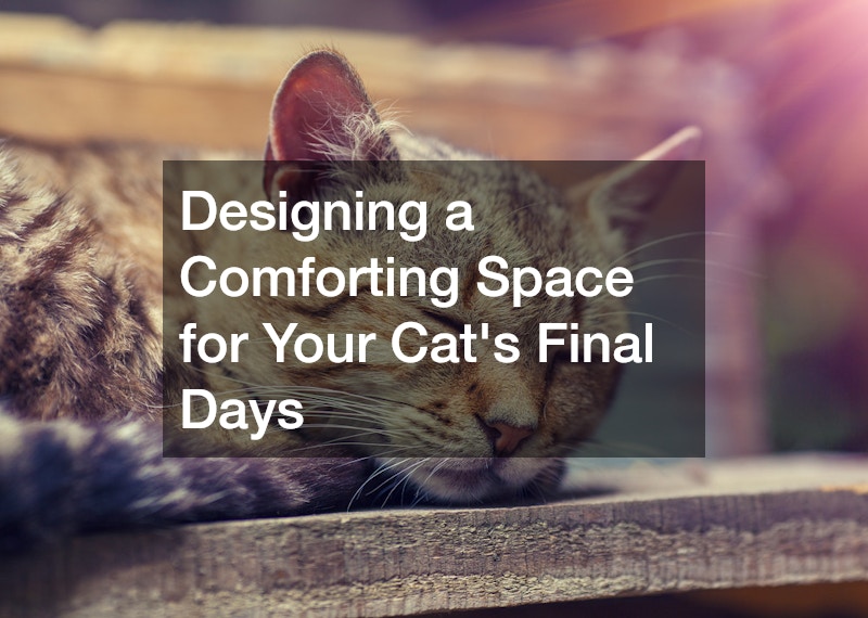 Designing a Comforting Space for Your Cat's Final Days