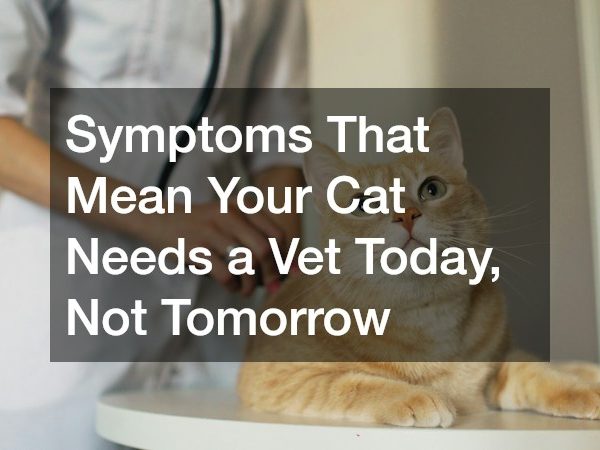 Symptoms That Mean Your Cat Needs a Vet Today, Not Tomorrow