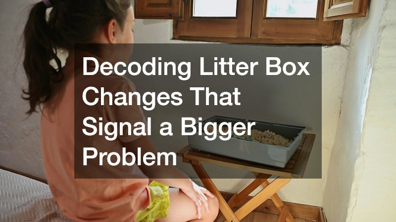 Decoding Litter Box Changes That Signal a Bigger Problem